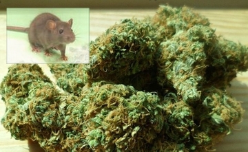 Drogirani pacovi u policiji: Pleplavili sobu sa dokaznim materijalom, jedu marihuanu