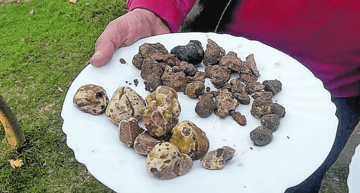 ZA KILOGRAM TARTUFA I DO 500 EVRA Sve o "zabranjenom biznisu" zbog koga su život izgubila braća