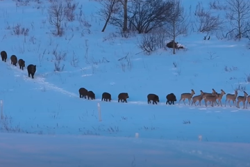 Da li ste ikada vidjeli ovako nešto, neobičan prizor iz prirode širi se mrežama /VIDEO/