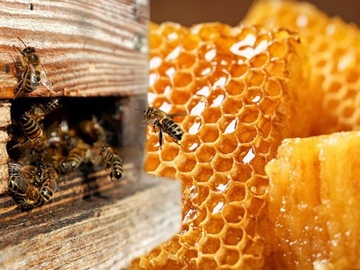 Sve lošiji prinosi meda