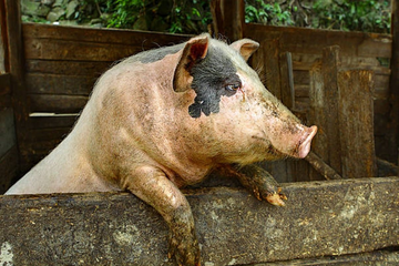 Novi napad svinje: Životinja ugrizla muškarca za međunožje