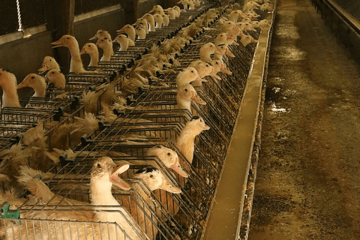 Na jugozapadu Francuske pronađen ptičji grip na farmi pataka