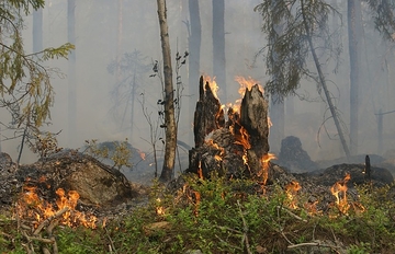 Najveće drvo na svijetu umotano u foliju kako bi ga zaštitili od požara FOTO