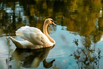 Ptičji grip potvrđen u Republici Srpskoj