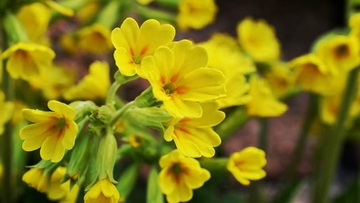 Ovo su biljke koje bi trebalo zasaditi do kraja aprila