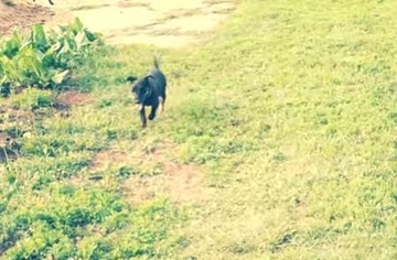 Najvjerniji čovjekov prijatelj: Pas prešao više od 300 kilometara da se vrati svojim vlasnicima