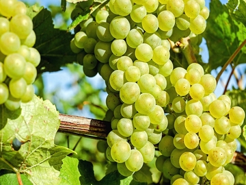 Vinogradari zadovoljno trljaju ruke, očekuju dobru berbu