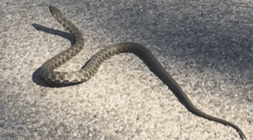 OPREZ U PRIRODI U Hercegovini već dva ujeda zmija od početka proljeća