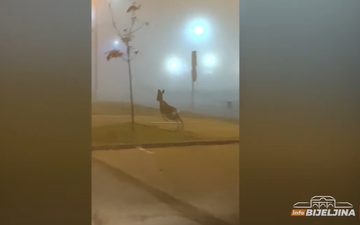 Bijeljinu posjetio "Bambi": Srna se pojavila iz magle i iznenadila vozače (VIDEO)