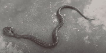 NEZAPAMĆEN SLUČAJ Ispod haube automobila vozač iz BiH u Njemačku prevezao zmiju