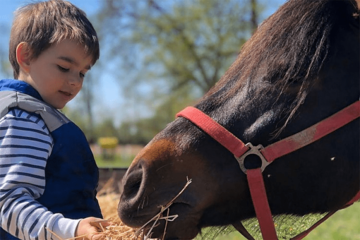 Porodica Hećimović čuvar ugroženih bosanskih brdskih konja