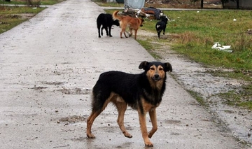 "Svakodnevno smo izloženi stresu" Psi lutalice napali djevojčicu (12)