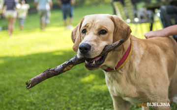 Hrana koja nije dobra za kućne ljubimce: Važno je da znate koje su to namirnice koje mogu nanijeti štetu vašem psu