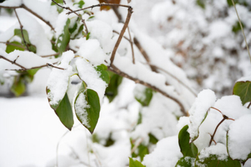 Snijeg za sada nije napravio štetu, ali bi voću i povrću mogao da presudi najavljeni mraz